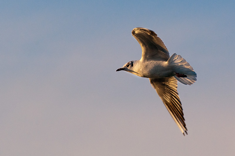 gabbiano_in_volo08.jpg