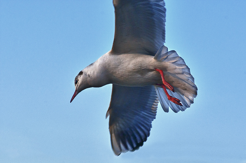 gabbiano_in_volo09.jpg