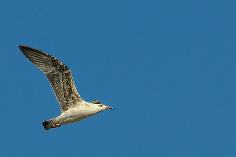 gabbiano_in_volo10.jpg