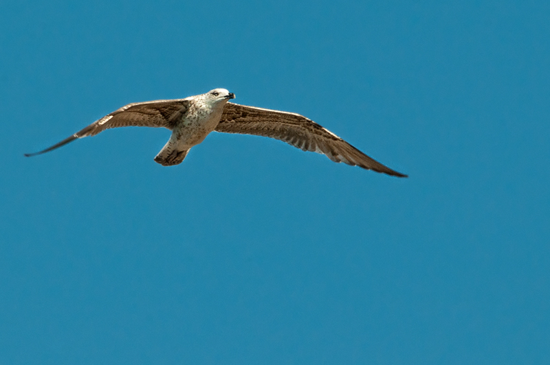gabbiano_in_volo11.jpg