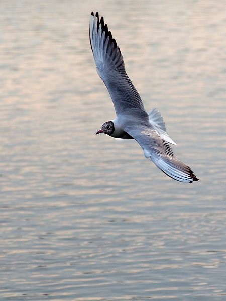gabbiano_peschiera10_03.jpg