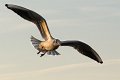 gabbiano_in_volo01