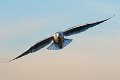 gabbiano_in_volo02