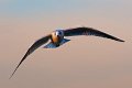 gabbiano_in_volo03