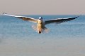 gabbiano_in_volo04