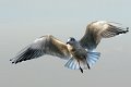 gabbiano_in_volo05