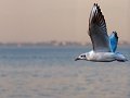 gabbiano_in_volo06