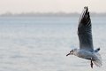 gabbiano_in_volo07