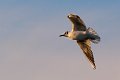 gabbiano_in_volo08
