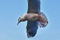 gabbiano_in_volo09