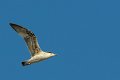 gabbiano_in_volo10