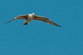 gabbiano_in_volo11
