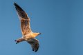 gabbiano_in_volo12