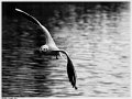 gabbiano_peschiera10_02bn