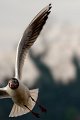 gabbiano_peschiera10_04