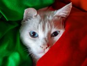 cocco-tricolore