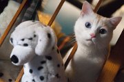 cocco_pelouches