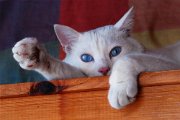 cocco_relax