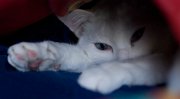 cocco_sotto_coperte