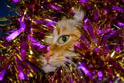 kato-natale20-01