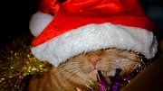 kato-natale22-02