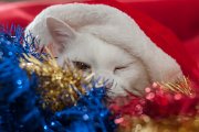 natale2014-2