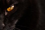 nerone