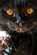nerone01