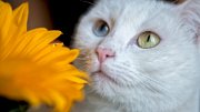 piuma-girasole