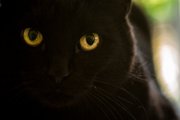 zorro01