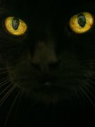 zorro04