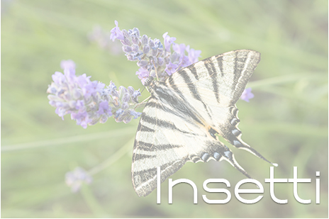 insetti