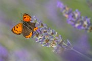 farfalla-lavanda32