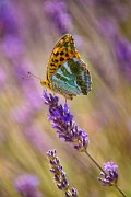 farfalla-lavanda37