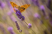 farfalla-lavanda39