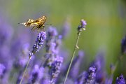 farfalla-lavanda40