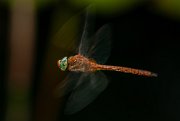 libellula026a