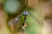libellula027