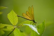 libellula028