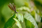 libellula029