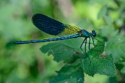 libellula2017-01
