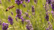 macroglossa-lavanda03