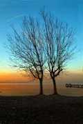 albero_tramonto01