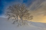 Albero-lessinia21-02