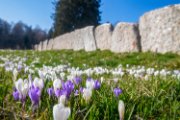 crocus-lessinia01
