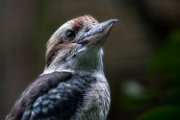 bru-Kookaburra03