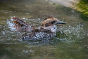 bru-Kookaburra06