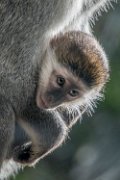 bru-cercopiteco_cucciolo13