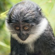 bru-cercopiteco_cucciolo28