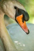 bru-cigno030